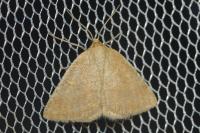 Aplasta ononaria