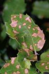 Ectoedemia heringella