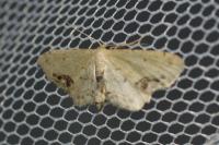 Idaea dimidiata