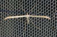 Emmelina monodactyla