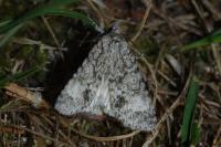 Acronicta megacephala