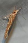 Pyroderces argyrogrammos