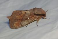 Dendrolimus pini