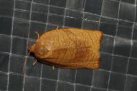 Cacoecimorpha pronubana