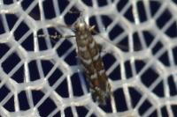 Parectopa ononidis