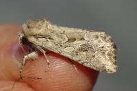 Lacanobia blenna