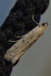 Phycitodes