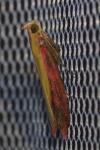 Oncocera semirubella