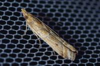 Ancylosis cinnamomella