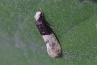 Trichophaga tapetzella