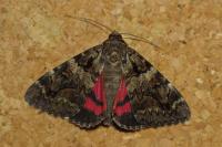 Catocala coniuncta