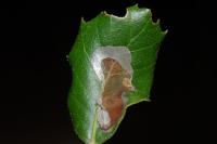 Acrocercops brongniardella