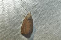 Coenobia rufa