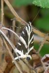 Euplagia quadripunctaria