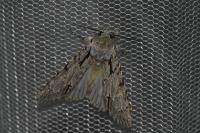Acronicta psi/tridens
