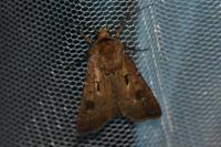Agrotis exclamationis