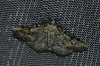 Cleorodes lichenaria