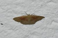 Cyclophora porata