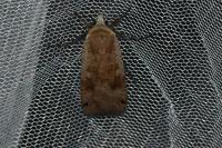 Noctua pronuba