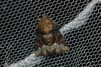 Oligia strigilis