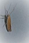 Aspilapteryx tringipennella
