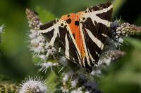 Euplagia quadripunctaria
