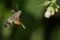 Macroglossum stellatarum