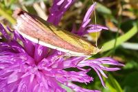 Oncocera semirubella