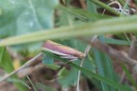 Oncocera semirubella