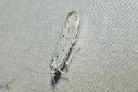 Yponomeuta