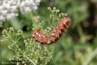 Acronicta rumicis
