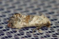 Cochylis hybridella