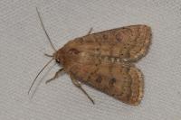 Hoplodrina octogenaria