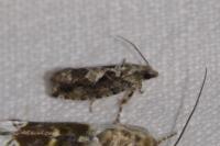 Zeiraphera isertana