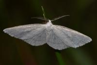 Cabera pusaria