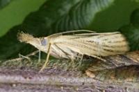 Agriphila straminella
