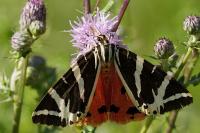 Euplagia quadripunctaria