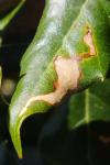Stigmella suberivora