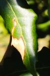 Stigmella suberivora
