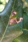 Stigmella suberivora