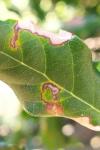 Stigmella suberivora