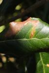 Stigmella suberivora