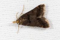 Stemmatophora brunnealis