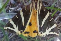 Euplagia quadripunctaria