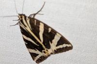 Euplagia quadripunctaria