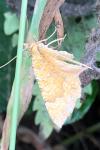 Camptogramma bilineata
