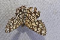 Chiasmia clathrata