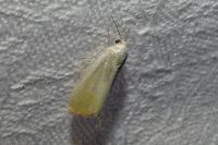 Earias clorana