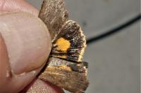 Noctua janthina