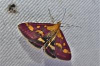 Pyrausta purpuralis